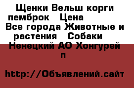 Щенки Вельш корги пемброк › Цена ­ 35 000 - Все города Животные и растения » Собаки   . Ненецкий АО,Хонгурей п.